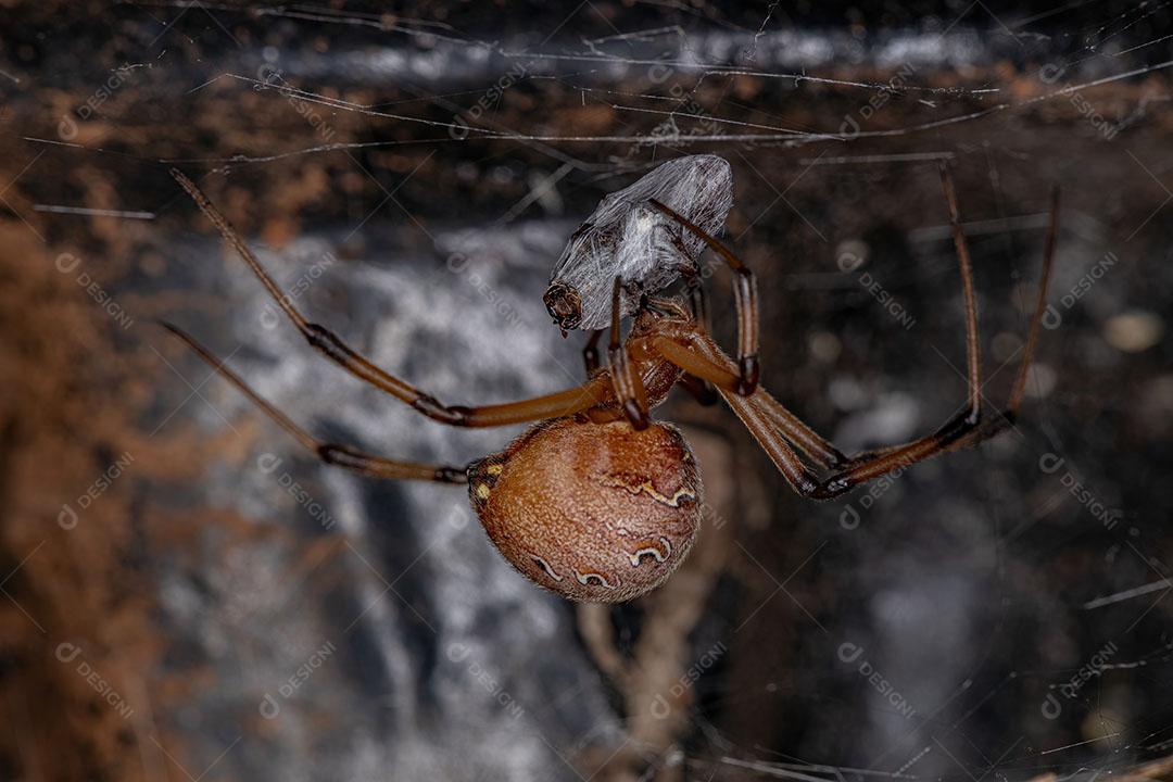 Aranha Viúva marrom da espécie Latrodectus Geometricus Predando um Besouro Imagem JPG