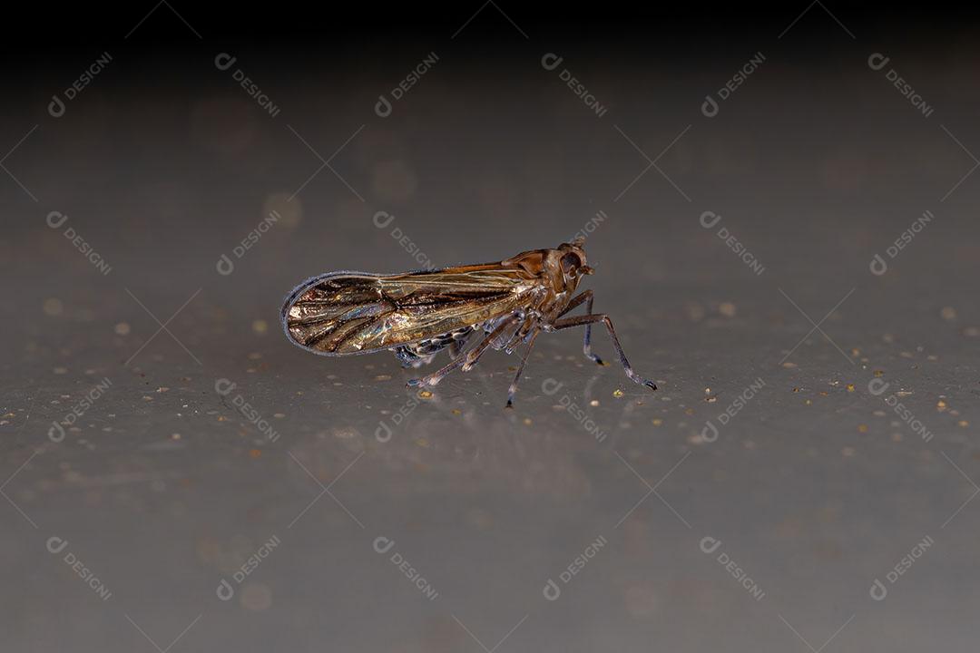 Inseto Adulto Delphacid Planthopper da Família Delphacidae Foto Imagem
