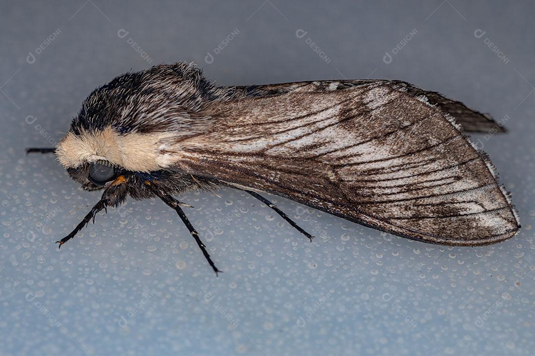 Mariposa Esfinge Adulta da Espécie Neogene Dynaeus Imagem JPG