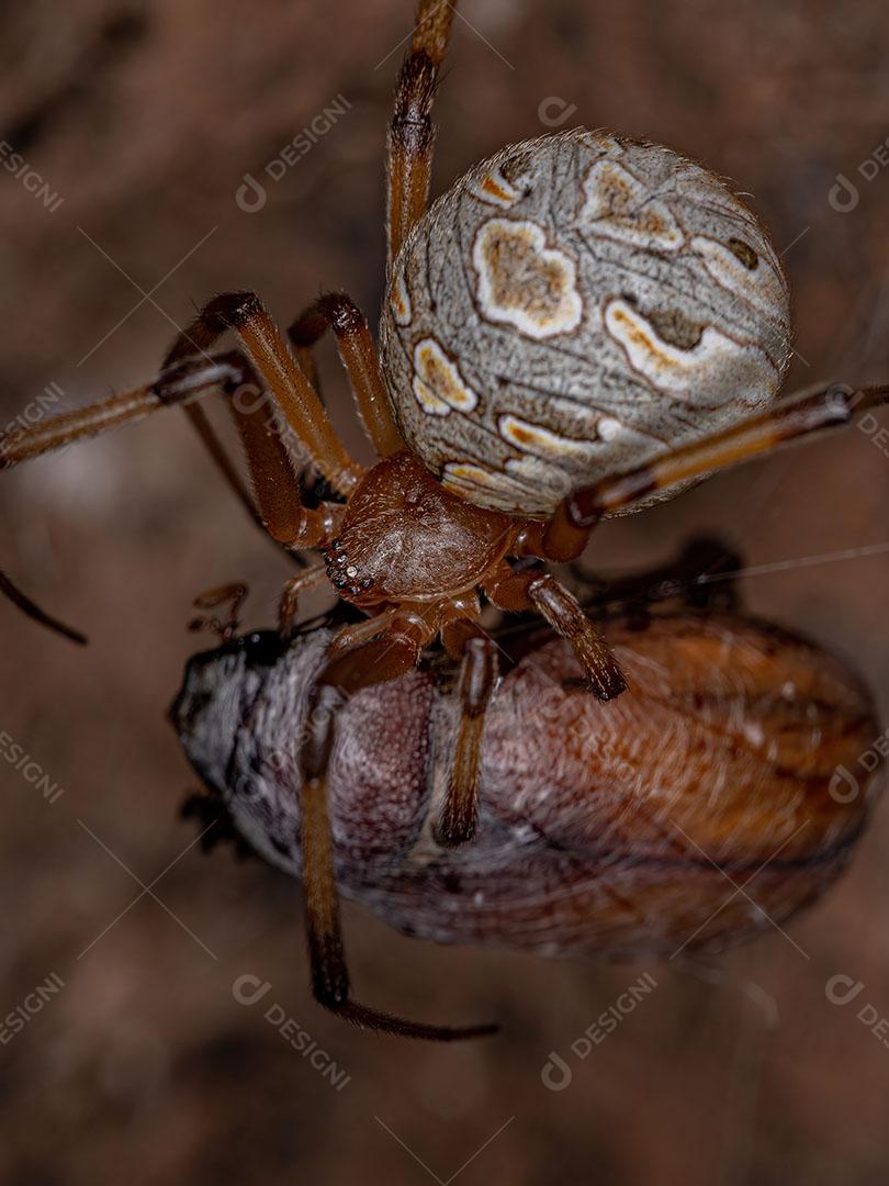 Aranha Viúva marrom da espécie Latrodectus Geometricus Predando um Besouro Imagem JPG