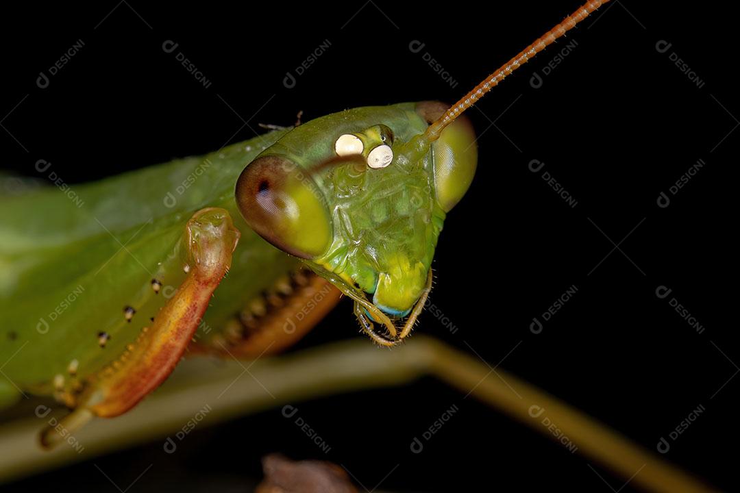 Louva a Deus Verde Adulto da Tribo Photinaini Imagem JPG