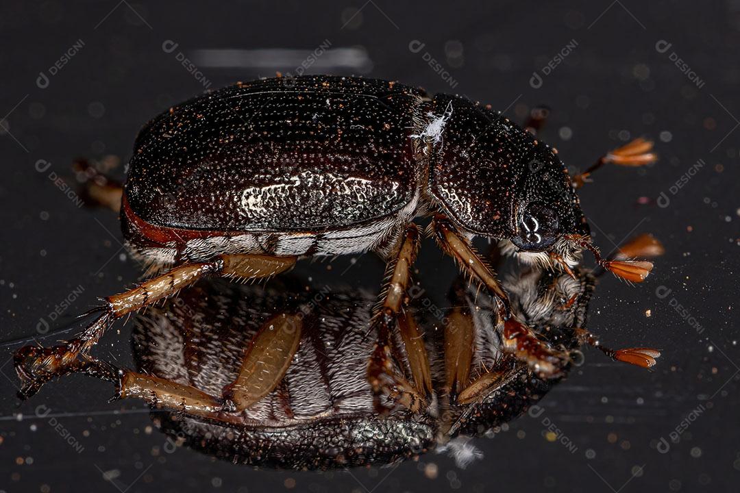 Besouro de Folha brilhante Adulto da Subfamília Rutelinae Imagem JPG