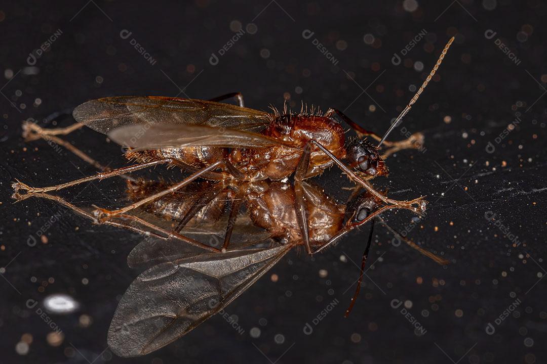 Formiga de Carpinteiro Alado Macho Adulto do Gênero Camponotus Imagem JPG