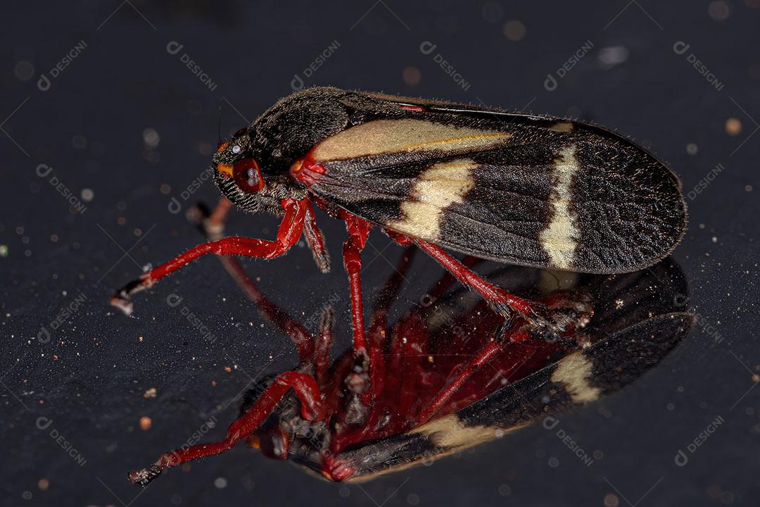 Inseto Froghopper adulto da Espécie Deois Flavopicta Imagem JPG