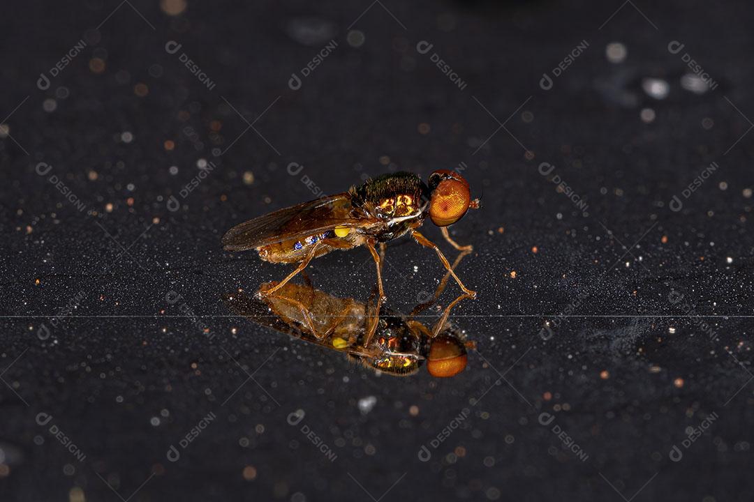 Soldado Mosca Adulto Masculino  do Gênero Microchrysa Imagem JPG