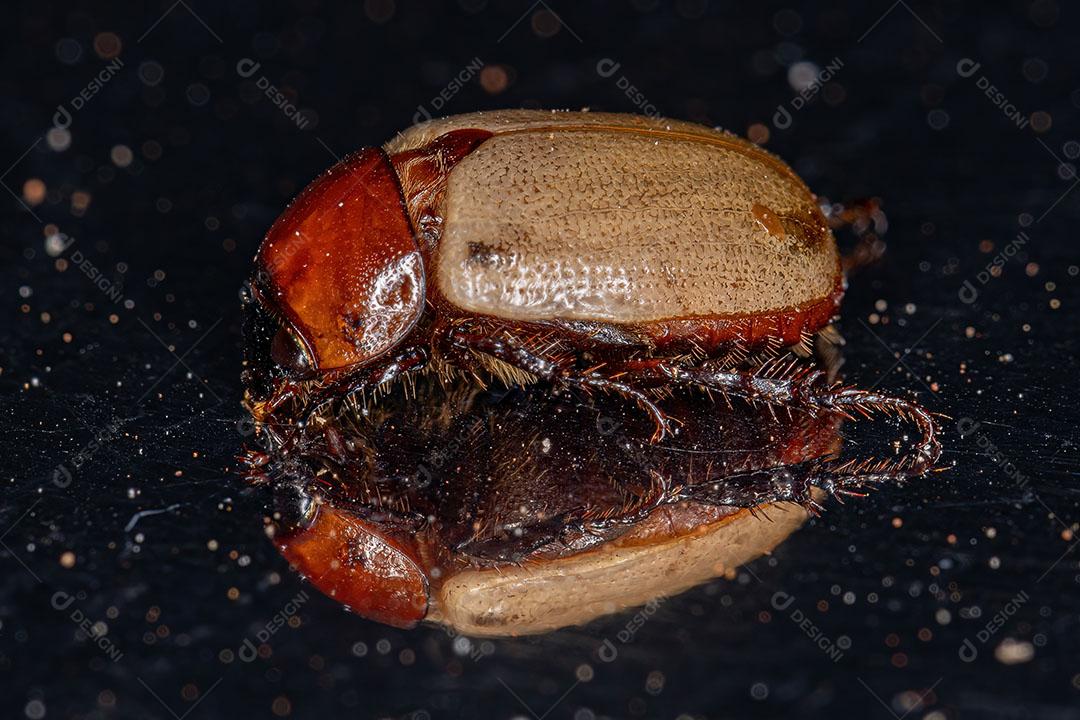 Besouro Rinoceronte Adulto da Subfamília Dynastinae Imagem JPG