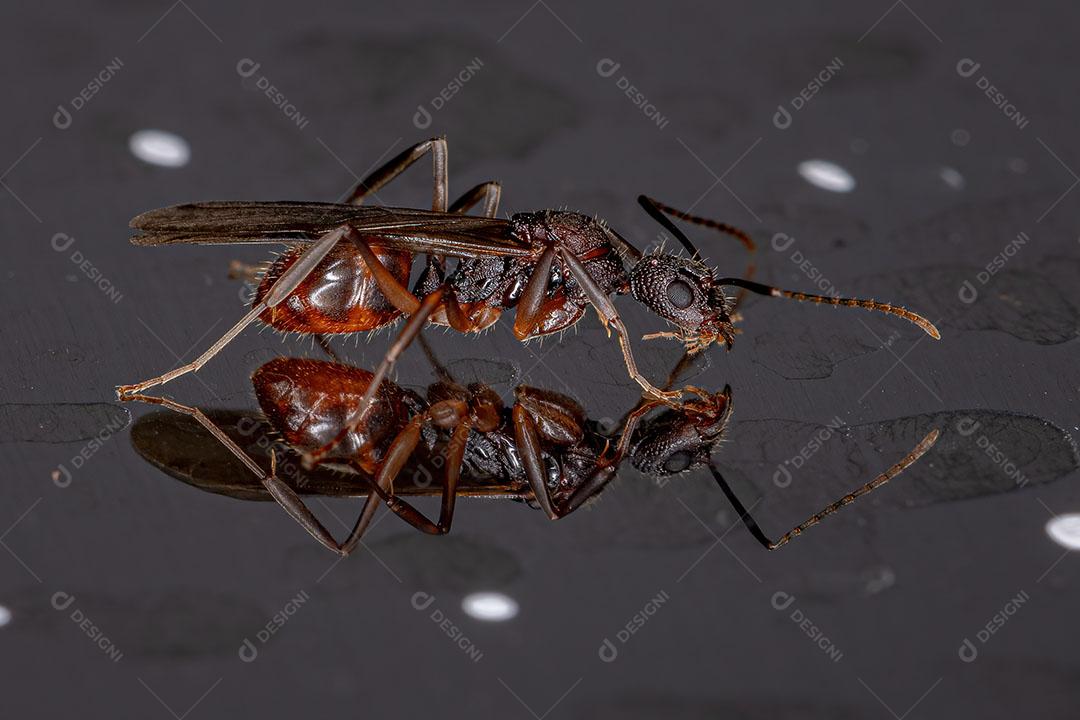 Formiga Alada Feminina Adulta Rainha do Gênero Dolichoderus Imagem JPG