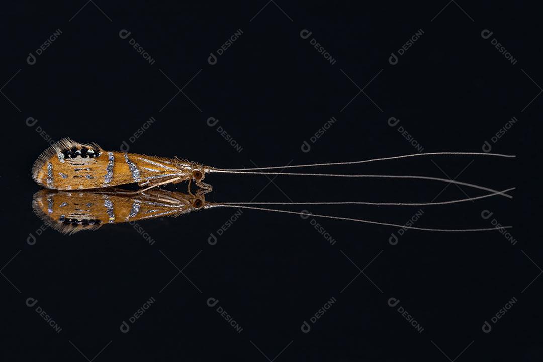 Inseto Caddisfly do gênero Nectopsyche que Imita a Aranha Saltadora Imagem JPG