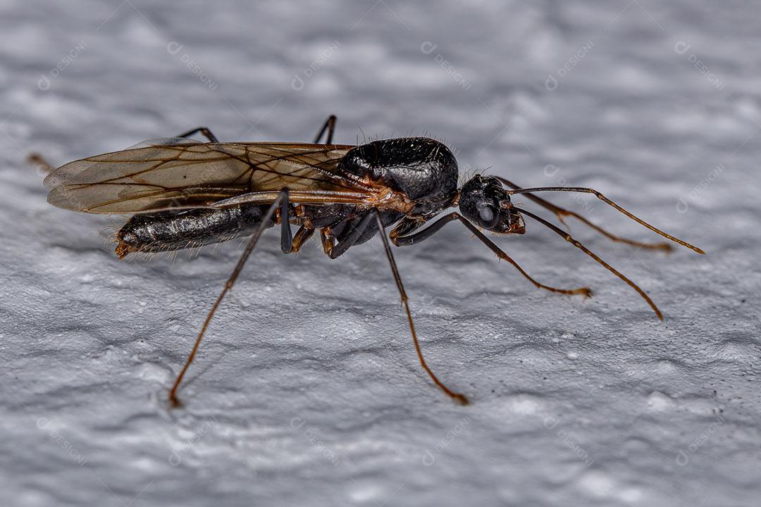 Formiga de Carpinteiro Alado Macho Adulto do Gênero Camponotus Imagem JPG