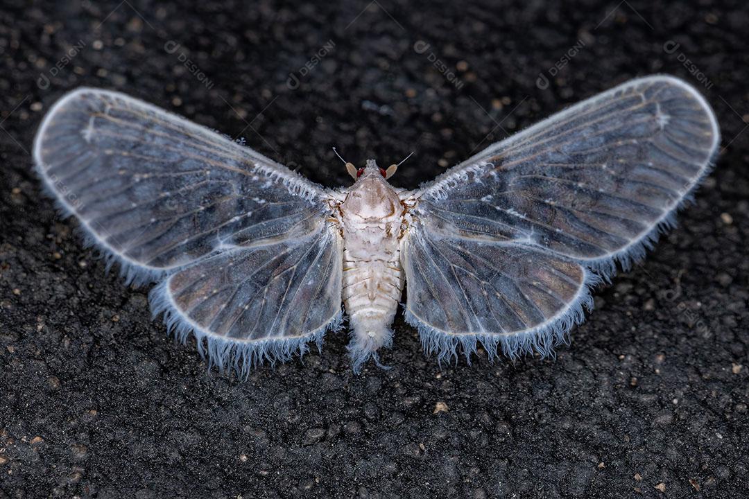 Inseto Planthopper adulto da Família Derbidae Imagem JPG