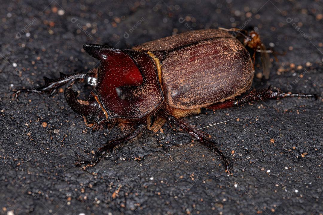 Besouro Rinoceronte Adulto da Espécie Coelosis BIcornis Imagem JPG
