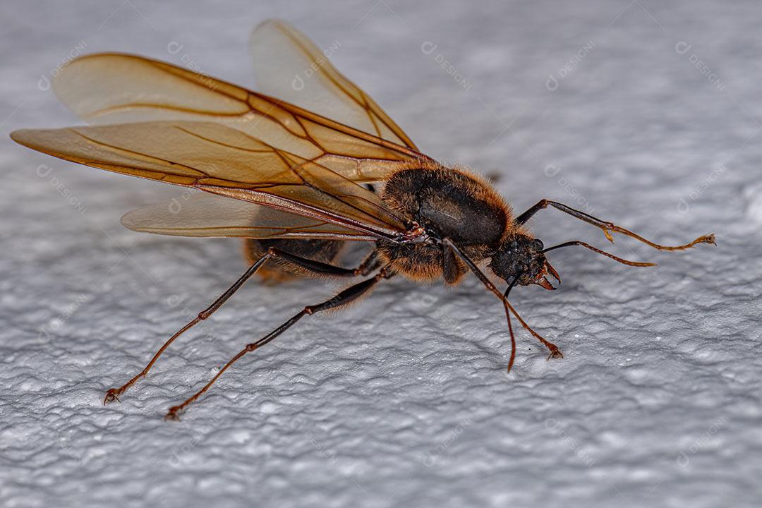Formiga Cortadora Alada Macho Adulto do Gênero Atta Imagem JPG