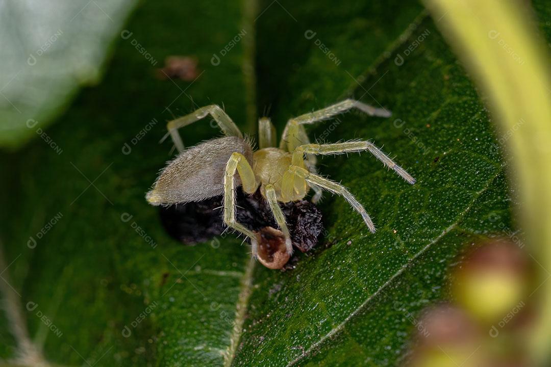 Pequena Aranha Fantasma Verde da Família Anyphaenidae Imagem JPG