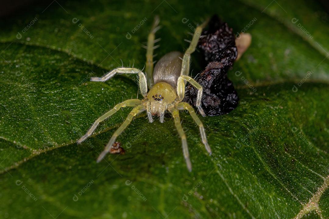 Pequena Aranha Fantasma Verde da Família Anyphaenidae Imagem JPG
