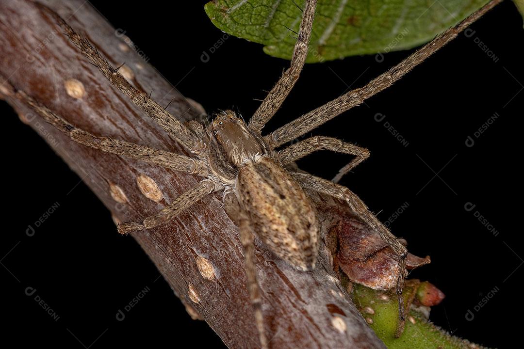Aranha Caranguejo Corredor Fêmea Adulta da Família Philodromidae Imagem JPG