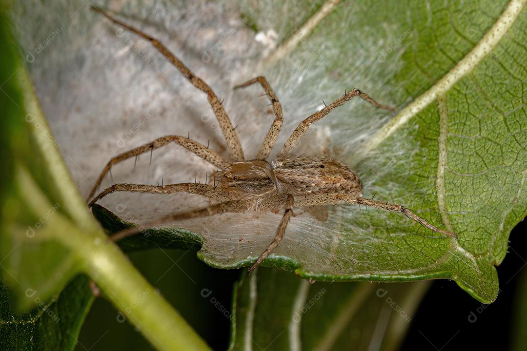 Aranha Caranguejo Corredora da família Philodromidae rotegendo seus Ovos Foto Imagem