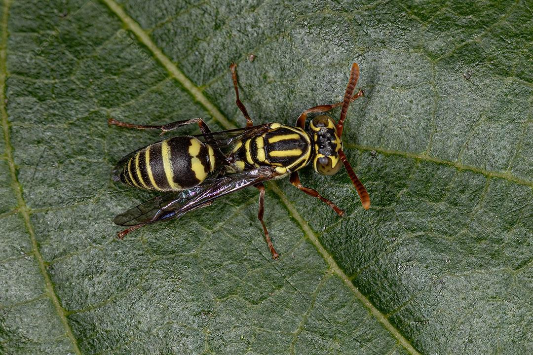Vespa de Papel Adulta do Gênero Protopolybia