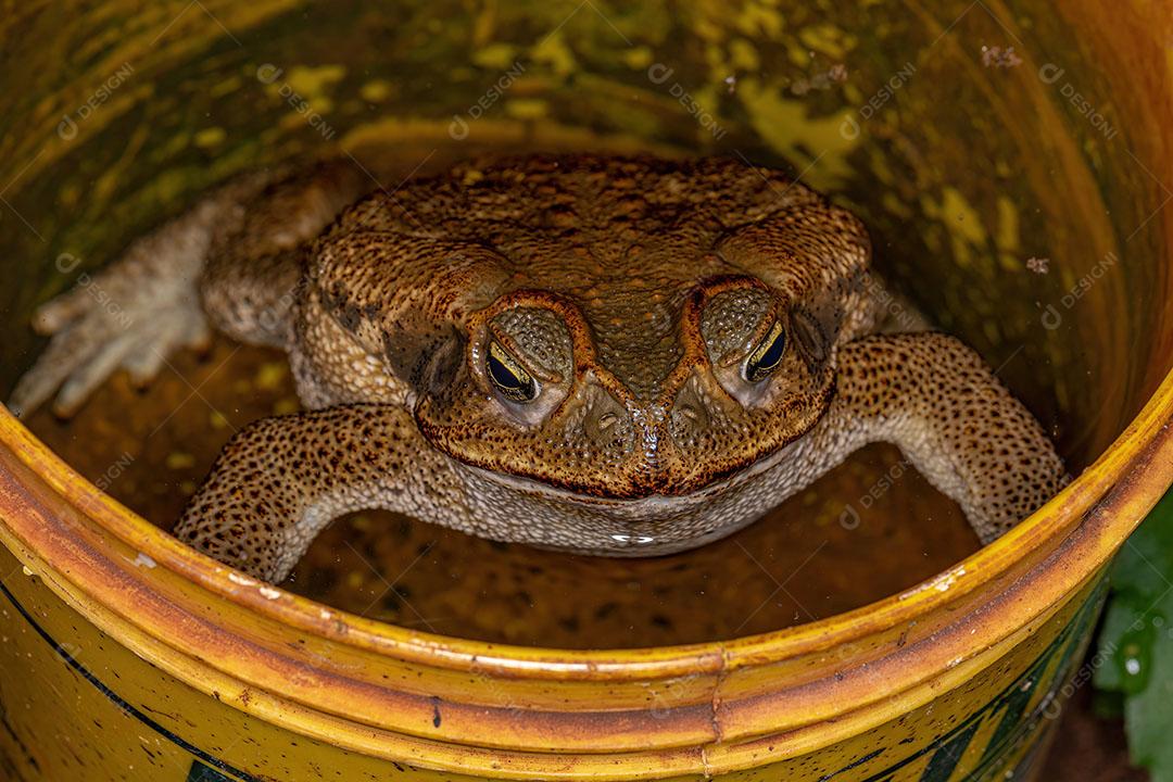Sapo Cururu Adulto da Espécie Rhinella Diptycha em um Balde de Água Imagem JPG