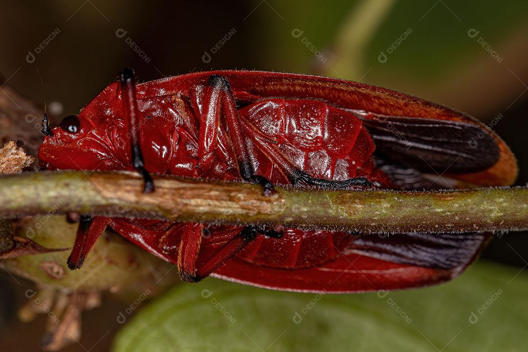 Inseto Vermelho Froghopper Adulto da Família Cercopidae ImagemJPG