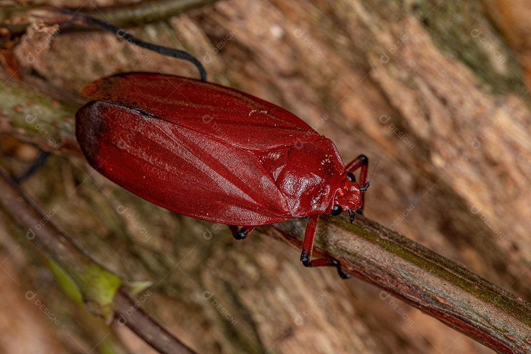 Inseto Vermelho Froghopper Adulto da Família Cercopidae ImagemJPG