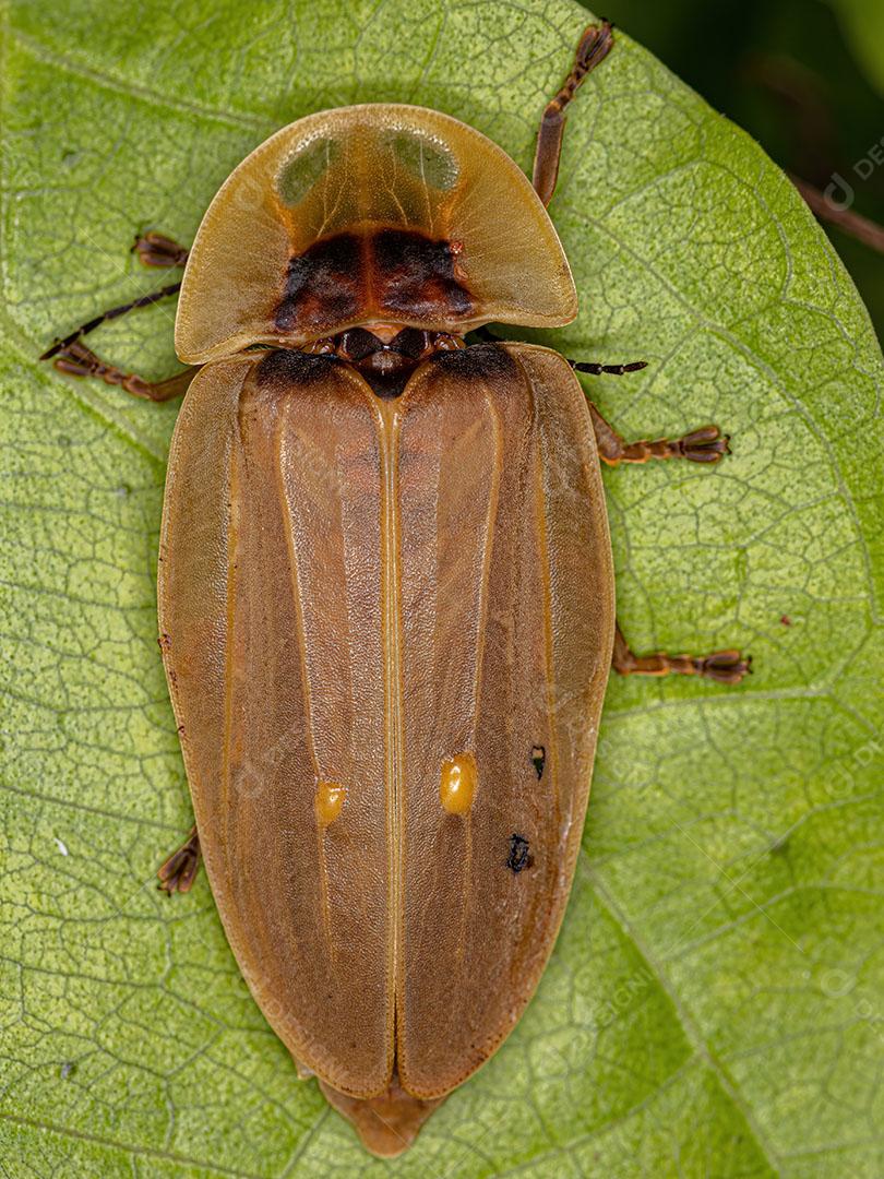 Besouro Vaga-Lume Adulto da Tribo Cratomorphini Imagem JPG