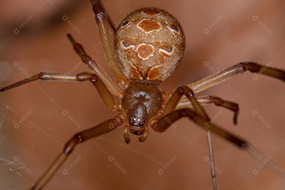 Fêmea Adulta Marrom Viúva da espécie Latrodectus Geometricus ImagemJPG