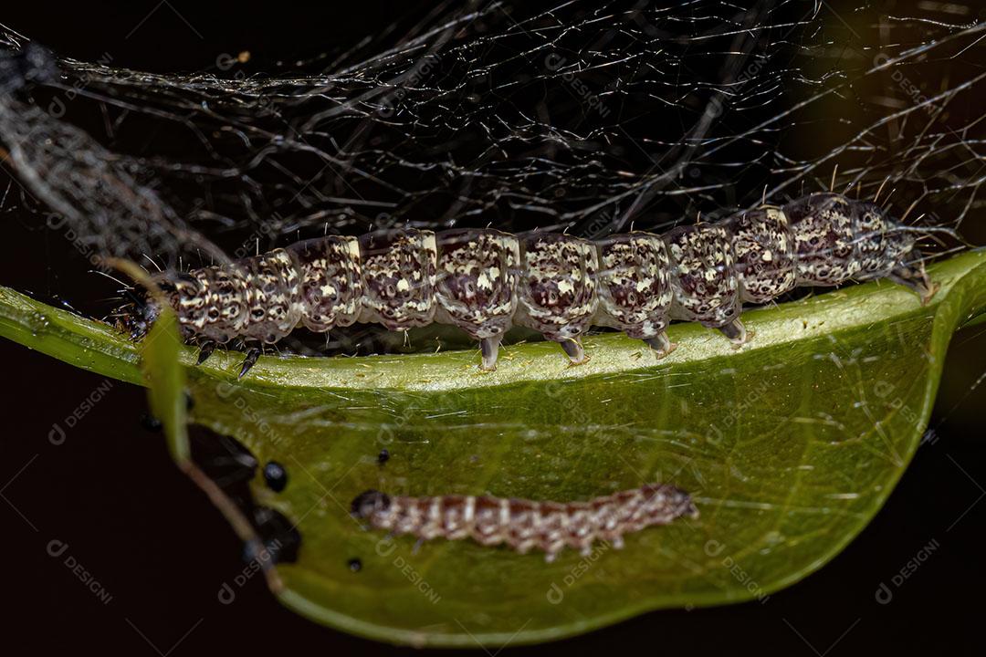 Pequena Larva de Mariposa da Ordem Lepidoptera Imagem JPG