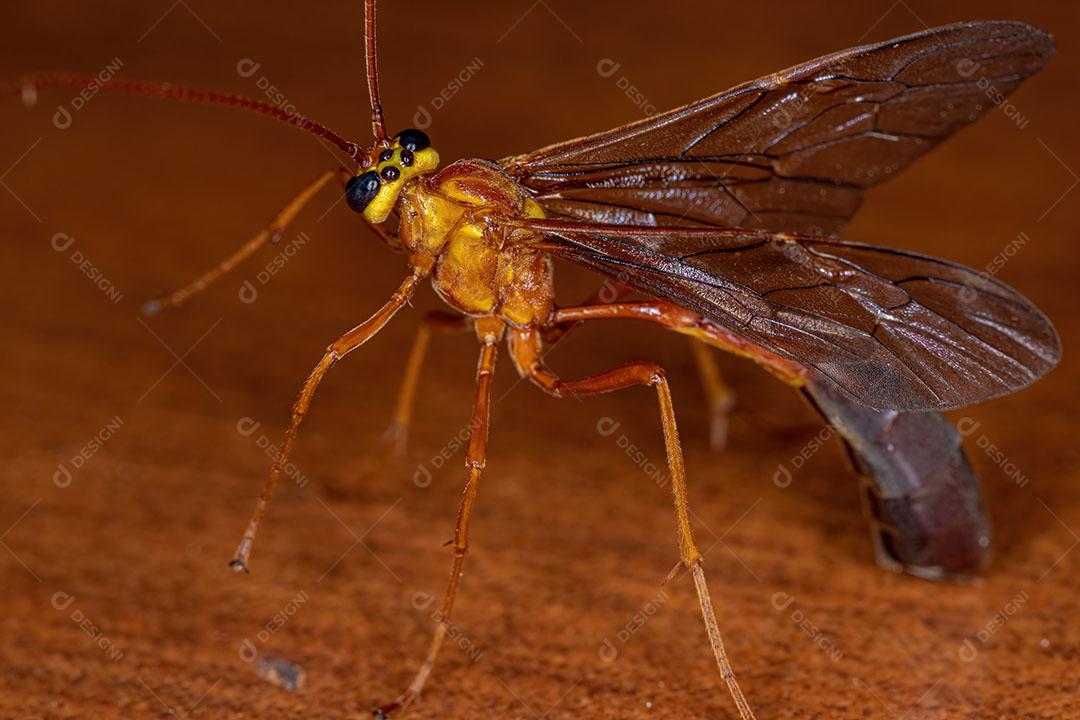 Vespa Ichneumonid de Cauda curta da subfamília Ophioninae Imagem JPG