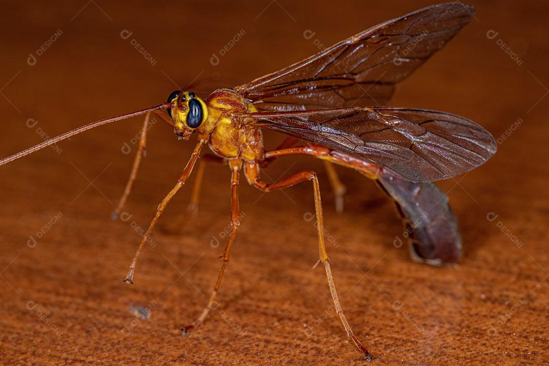 Vespa Ichneumonid de Cauda curta da subfamília Ophioninae Imagem JPG