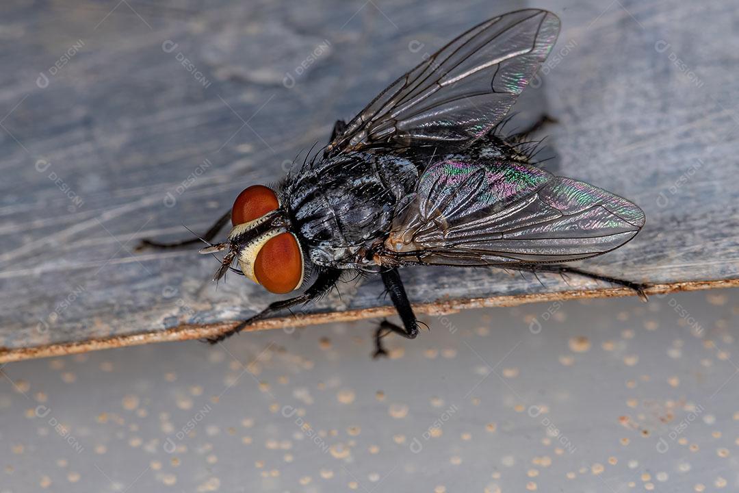 Mosca de Carne Adulta da Família Sarcophagidae Imagem JPG