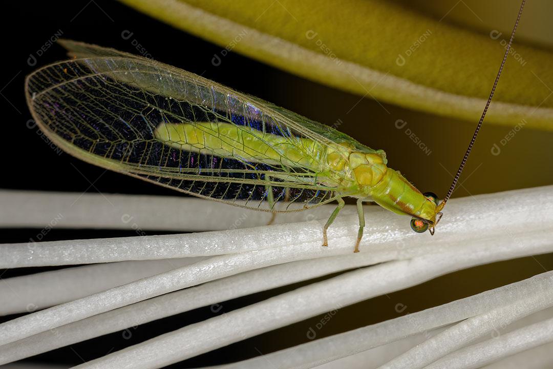 Lacewing Verde Típico Adulto do Gênero Ceraeochrysa Imagem JPG