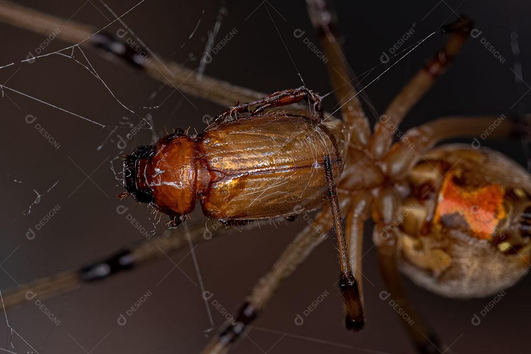 Aranha Viúva marrom da espécie Latrodectus Geometricus Predando um Besouro Imagem JPG