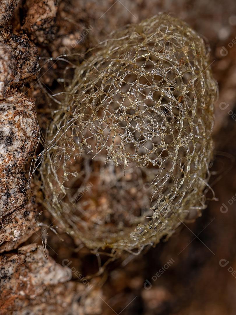 Casulo de Traça de Tigre Abandonado da Subfamília Arctiinae Imagem JPG