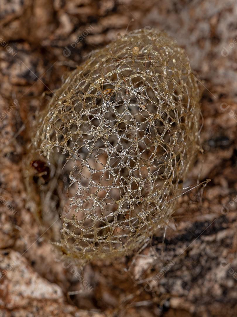 Casulo de Traça de Tigre Abandonado da Subfamília Arctiinae Imagem JPG