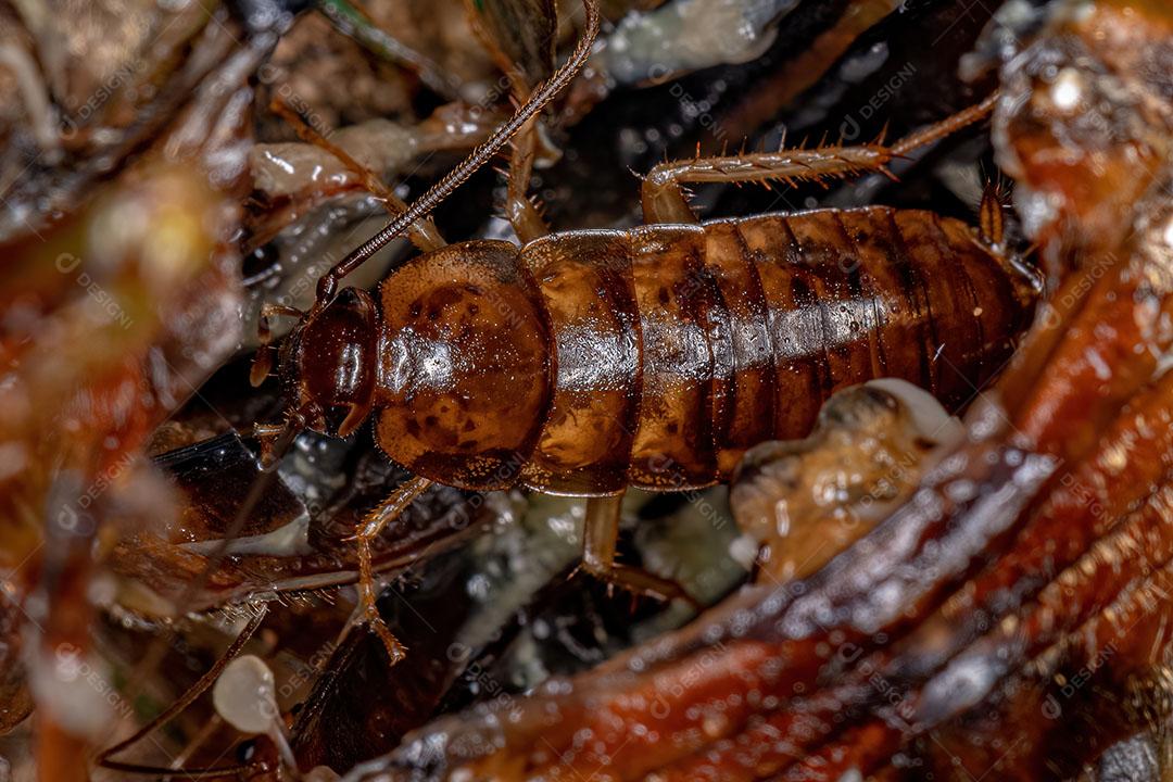 Small Wood Cockroach Nymph of the Family Ectobiidae Image JPG