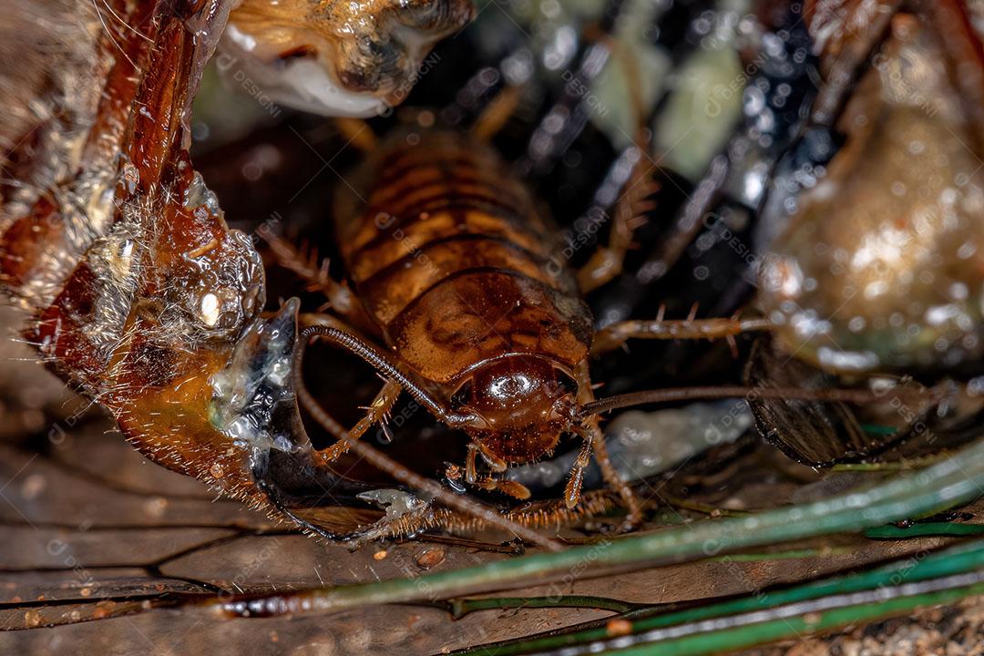 Ninfa de Barata de Madeira Pequena da Família Ectobiidae Imagem JPG