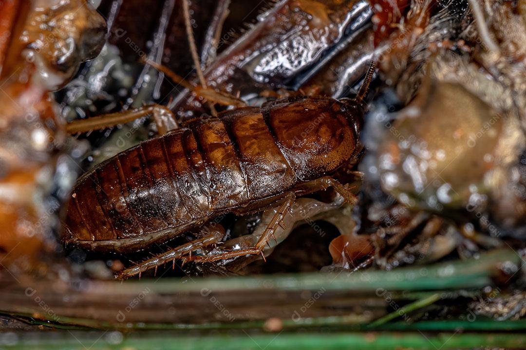 Ninfa de Barata de Madeira Pequena da Família Ectobiidae Imagem JPG