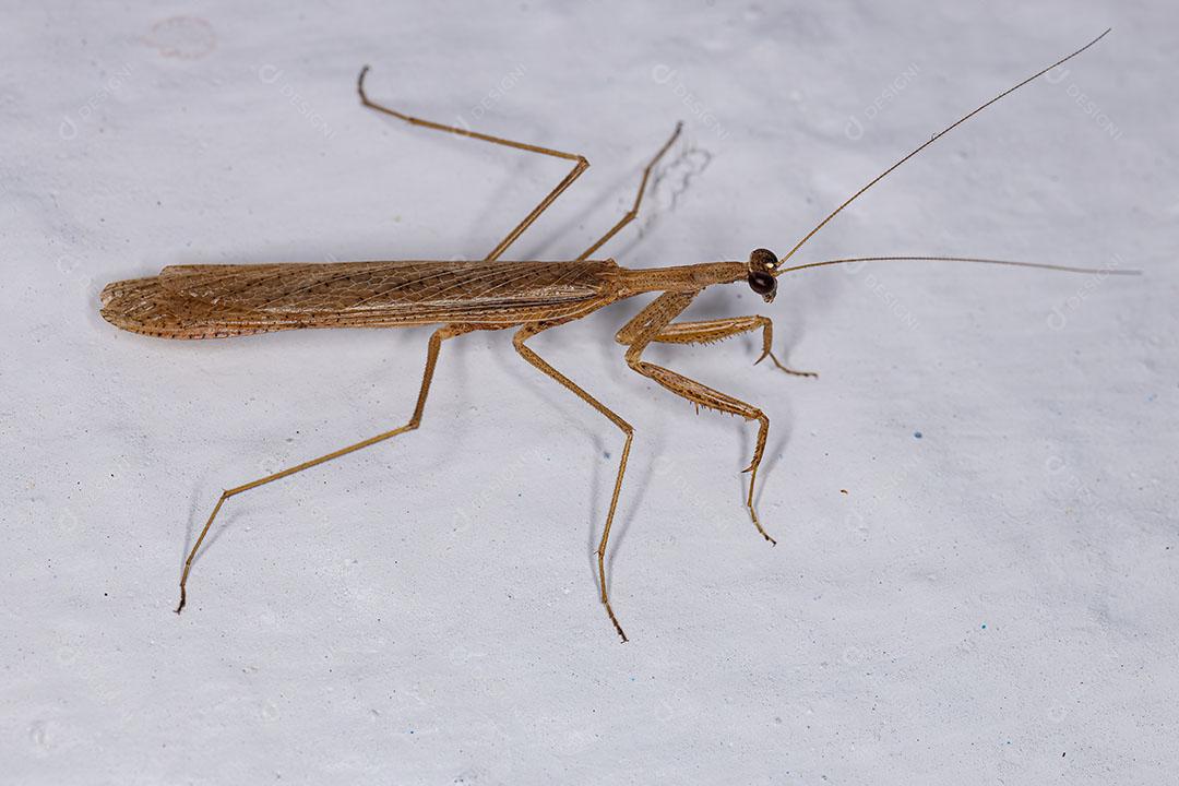 Adulto Thespid Mantis da Família Thespidae Imagem JPG