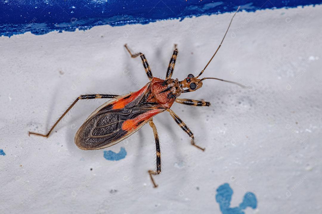 Inseto Assassino Adulto da Família Reduviidae Foto Imagem