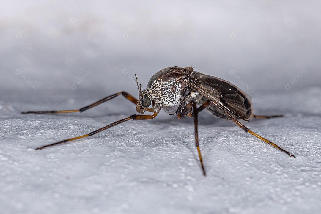 Midge não Mordedor Adulto da Família Chironomidae Imagem JPG