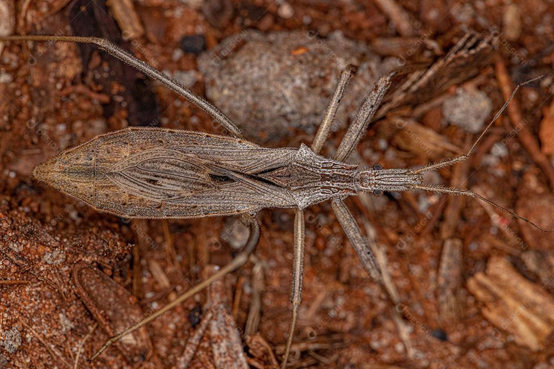 Inseto Assassino Adulto do Gênero Stenopoda Imagem JPG