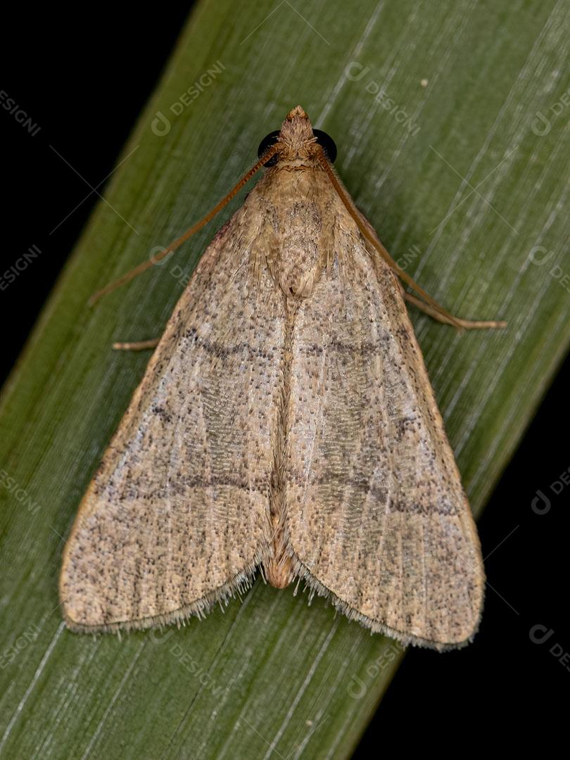 Mariposa de Focinho Adulto da Família Pyralidae ImagemJPG
