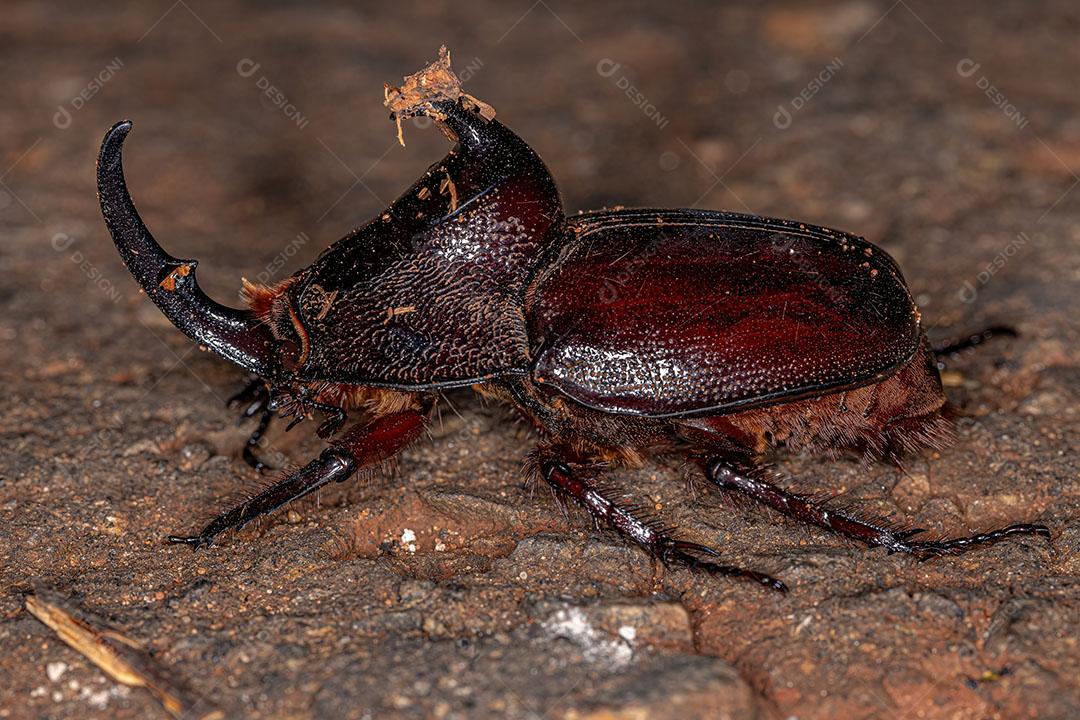 Besouro Rinoceronte Adulto Imagem JPG