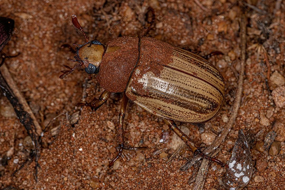 Escaravelho Adulto de Metal Precioso do Gênero Pelidnota Imagem JPG