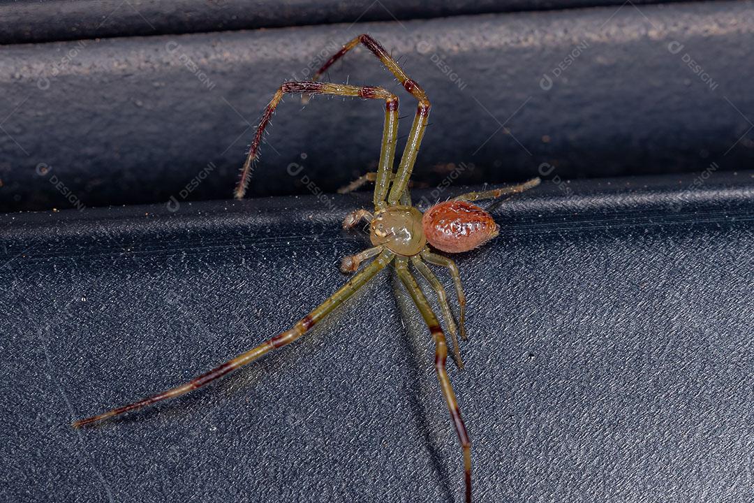 Aranha Caranguejo Macho Adulto da Família Thomisidae Imagem JPG