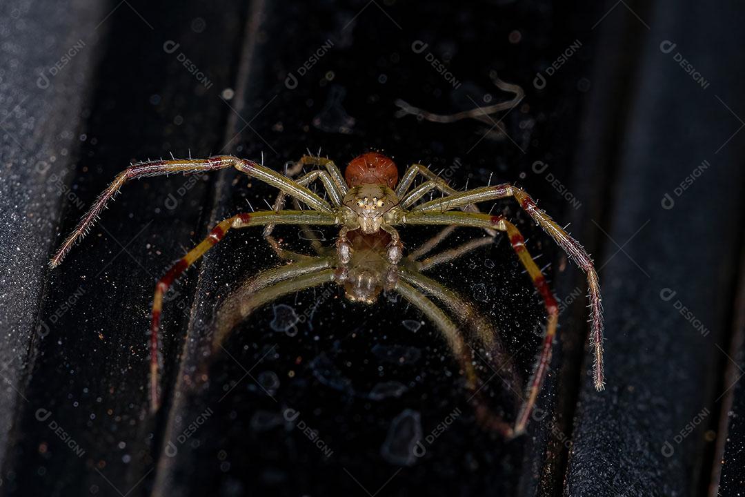 Aranha Caranguejo Macho Adulto da Família Thomisidae Imagem JPG