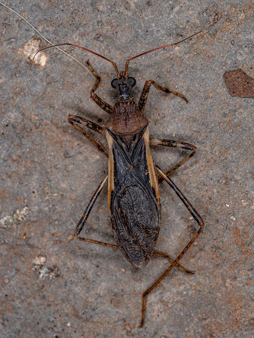 Inseto Assassino Adulto Morto da Família Reduvidae Imagem JPG