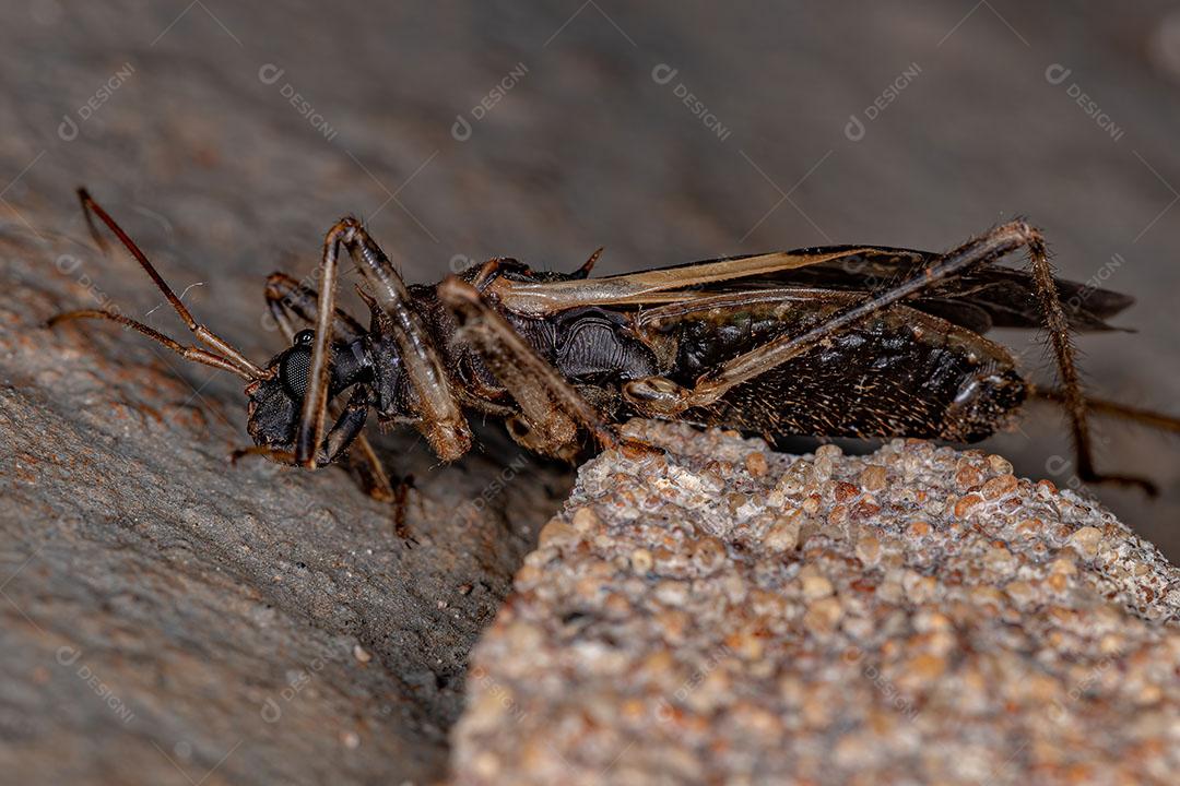 Inseto Assassino Adulto Morto da família Reduviidae Imagem JPG