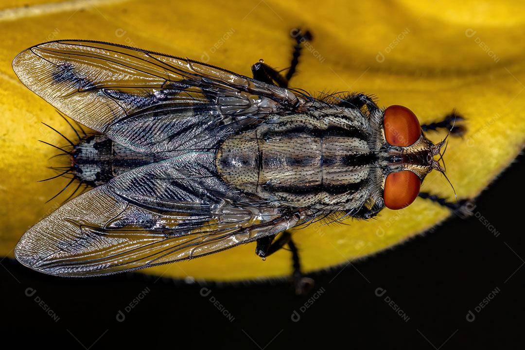 Mosca de Carne Adulta da Família Sarcophagidae Imagem JPG