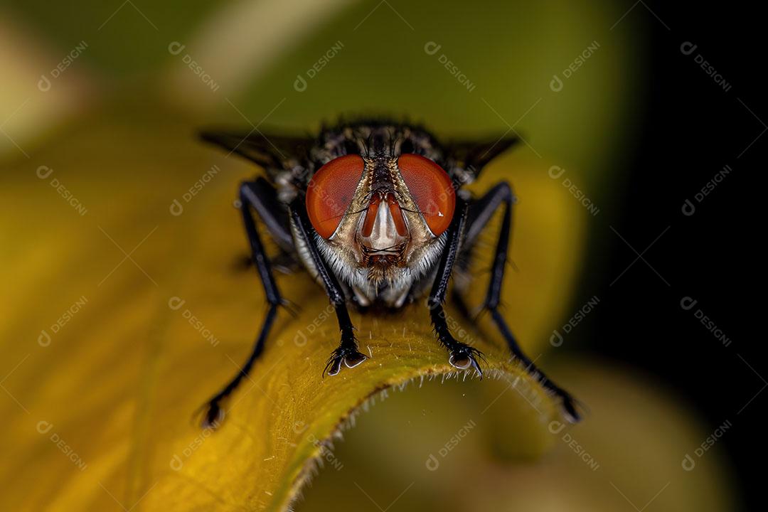 Mosca de Carne Adulta da Família Sarcophagidae Imagem JPG